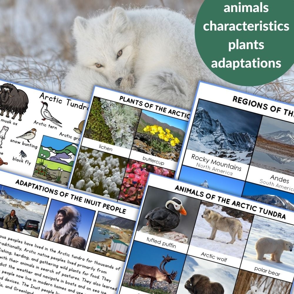 The Tundra Animals Plants Facts Biome Pack is an educational collage about the Arctic tundra, featuring animals, plants, regional maps, Inuit adaptations, and environmental facts—with an arctic fox in a snowy background. Montessori Nature Printables