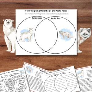 The Venn Diagram Animal Comparison Polar Bears and Arctic Foxes worksheet features cut-out images of both animals and extra activity sheets, all displayed on a wooden surface for engaging animal comparison activities. Montessori Nature Printables
