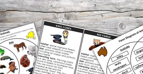 Three animal fact sheets on a wooden surface, featuring images and information about the king cobra and red panda—Animals of Asia—with sections on habitat, diet, a Venn Diagram, and other interesting facts. Montessori Nature Printables