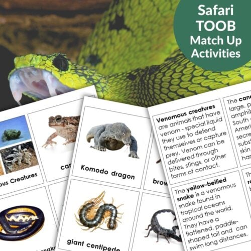 A close-up of a green snake is overlaid with Venomous Creatures: Safari TOOB Compatible 3 Part Cards & Facts, featuring animal images, descriptions, and venomous creature highlights. Montessori Nature Printables