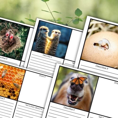 Visual Storytelling Prompts Drawing Creative Writing worksheet features four nature prompts—bird nest, honeycomb, buffalo herd, butterfly on nose—with sections for drawing, description, and creative writing to inspire imagination. Montessori Nature Printables