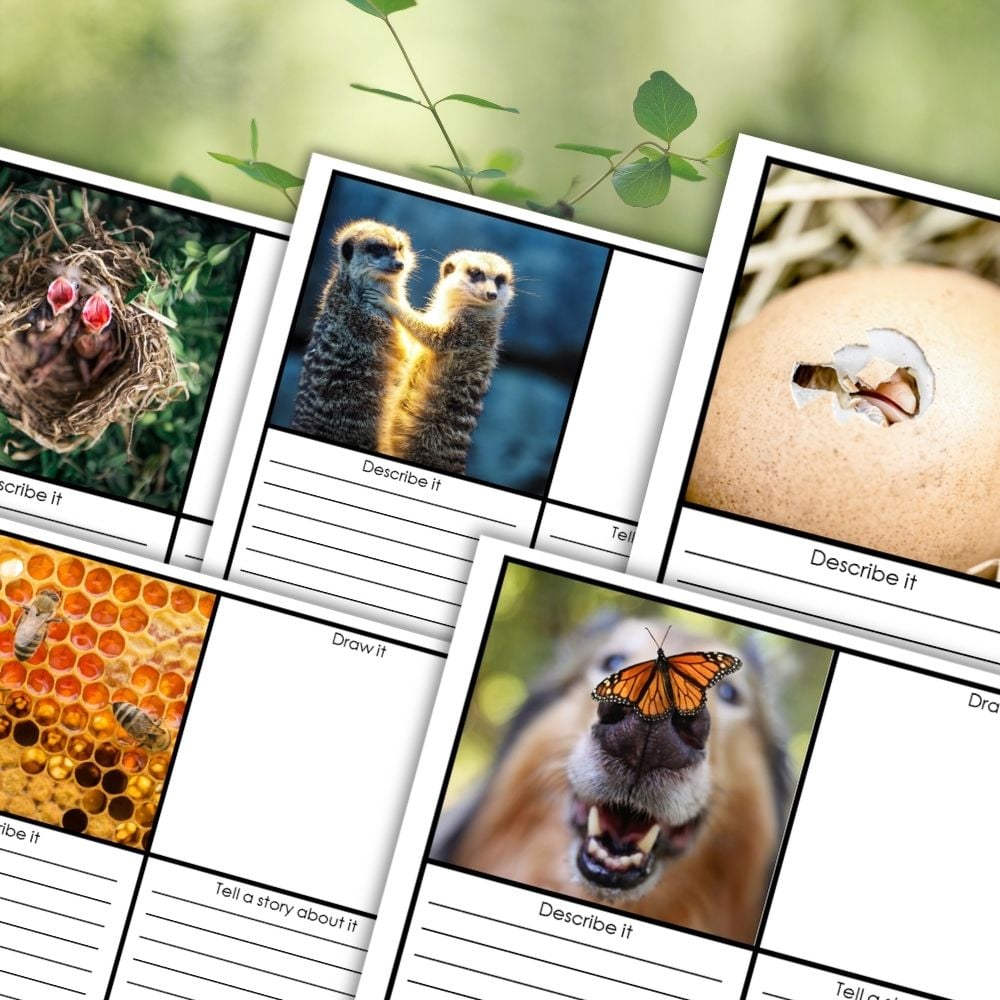 Visual Storytelling Prompts Drawing Creative Writing worksheet features four nature prompts—bird nest, honeycomb, buffalo herd, butterfly on nose—with sections for drawing, description, and creative writing to inspire imagination. Montessori Nature Printables