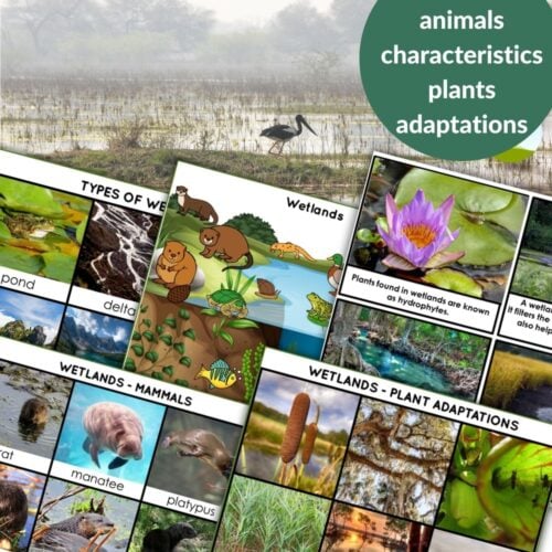 Collage of educational posters about wetland biomes—types of wetlands, invertebrates, features, and vivid wetland plants—each image shines like a gem in the unique Gemstones Pack, a nature-inspired collection of wonders. Montessori Nature Printables