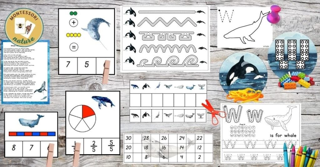 A set of activities for children to learn about whales.