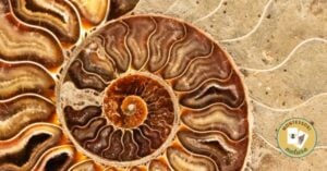sea shell print fossil