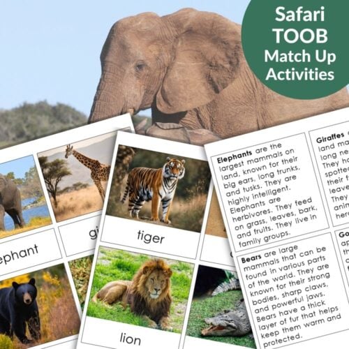Discover the "Animals: Safari TOOB Compatible 3 Part Cards & Facts," featuring striking photos and fun facts about elephants, giraffes, tigers, bears, and lions—all on a green and white background. Perfect for animal lovers!. Montessori Nature Printables