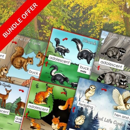 The Woodland Animals: Life Cycle and Anatomy Bundle features illustrated charts for squirrel, skunk, raccoon, fox, and owl, showing stages like adolescent and fledgling with anatomy details, plus a bundle offer banner. Montessori Nature Printables