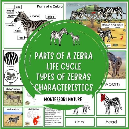 Parts of Zebra Life Cycle Types Nomenclature 3 Part Cards Facts