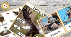 bald eagle life cycle anatomy characteristics types montessori nature printable 3 part cards information student booklets tracing coloring learning pack