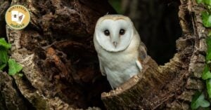 A barn owl perches in a hole in a tree.
