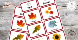 A set of cards with pictures of flowers and leaves.