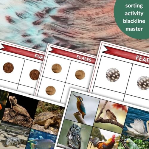Image of Animal Coverings: Scales Fur Feathers Sort cards labeled scales, feathers, and fur with sample images and textures for educational use. Green label says "sorting activity blackline master. Montessori Nature Printables