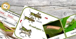 Grasshopper life cycle cards - Parts of a Grasshopper and Grasshopper Life Cycle Free Printables.