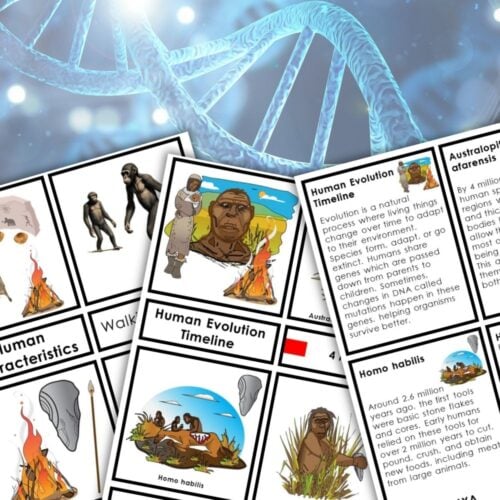 The Human Evolution Timeline Characteristics set features illustrated educational cards arranged to highlight key evolutionary milestones and human traits, with a DNA double helix image in the background for visual context. Montessori Nature Printables