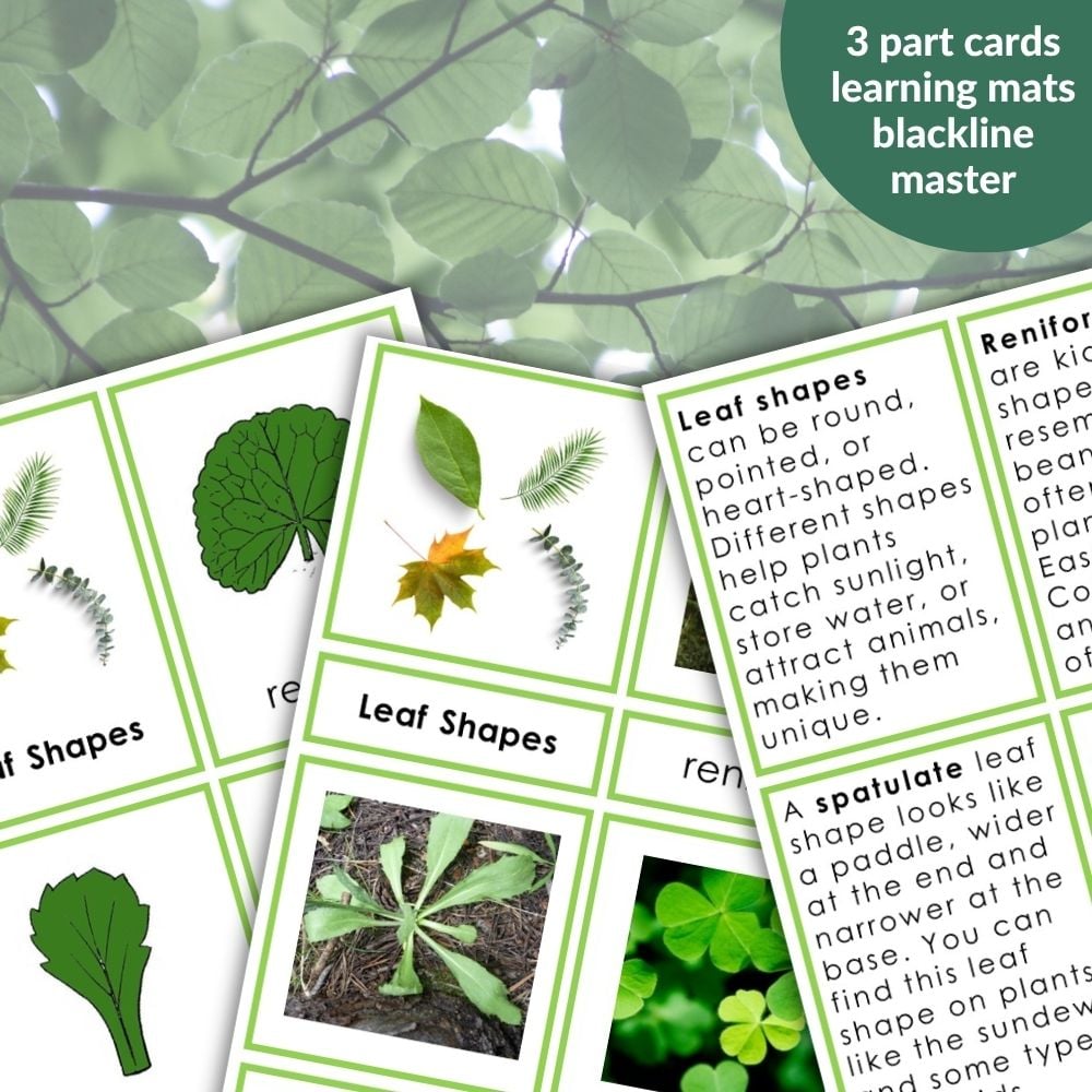 A set of educational cards shows different leaf shapes and descriptions on green leaves, labeled "Leaf Shapes 3 Part Cards Information Worksheets. Montessori Nature Printables