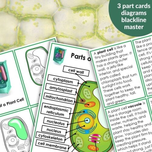 Parts of a Plant Cell Activities features three labeled plant cell diagram cards with descriptions, displayed on a cellular background with "3 part cards diagram blackline master"—ideal for your plant cell study activities. Montessori Nature Printables