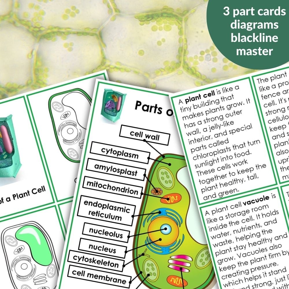 Parts of a Plant Cell Activities features three labeled plant cell diagram cards with descriptions, displayed on a cellular background with "3 part cards diagram blackline master"—ideal for your plant cell study activities. Montessori Nature Printables