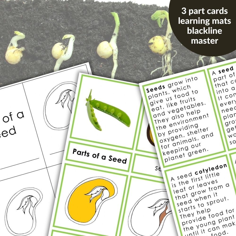 Parts of a Seed 3 Part Cards Definitions Worksheets, featuring labeled diagrams and descriptions, are displayed with sprouting seeds, soil, and worksheets in the background to illustrate seed parts and growth. Montessori Nature Printables
