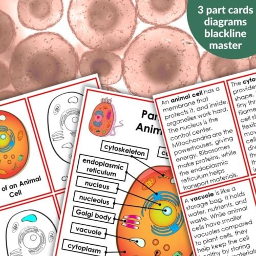 Parts of an Animal Cell Activities: Educational 3-part diagram cards featuring labeled animal cell parts and descriptions on illustrated cell backgrounds—ideal for engaging students in animal cell activities. Montessori Nature Printables