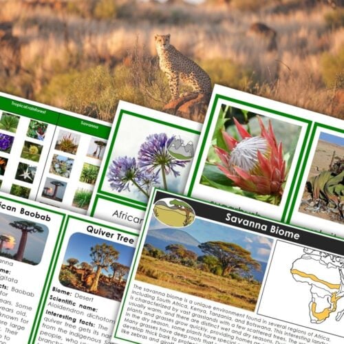 A collage featuring images and educational cards about the savanna biome, including African animals, plants, and geography from "Plants and Biomes of Africa. Montessori Nature Printables