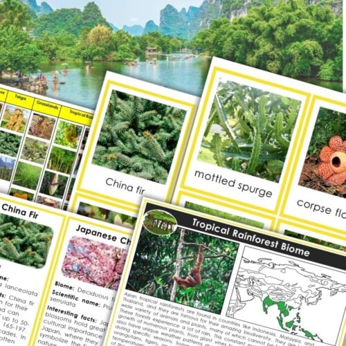 The Plants and Biomes of Asia cards showcase images and facts about Asian biomes, including tropical rainforests, the China fir, mottled spurge, corpse flower, and other regional flora. Montessori Nature Printables