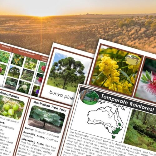 Plants and Biomes of Australia is an educational display with information cards about Australian plants and biomes, presented over a scenic sunlit grassy landscape photo. Montessori Nature Printables