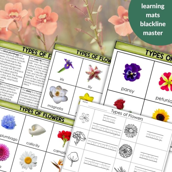 The "Types of Flowers 3 Part Cards Coloring Sheets Student Book Facts" includes labeled flower images, names, and blackline coloring sheets—ideal for classroom activities or a student book. Montessori Nature Printables