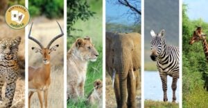A Montessori printable activity featuring a collage of photos showcasing the association and classification of various animals in Kenya.